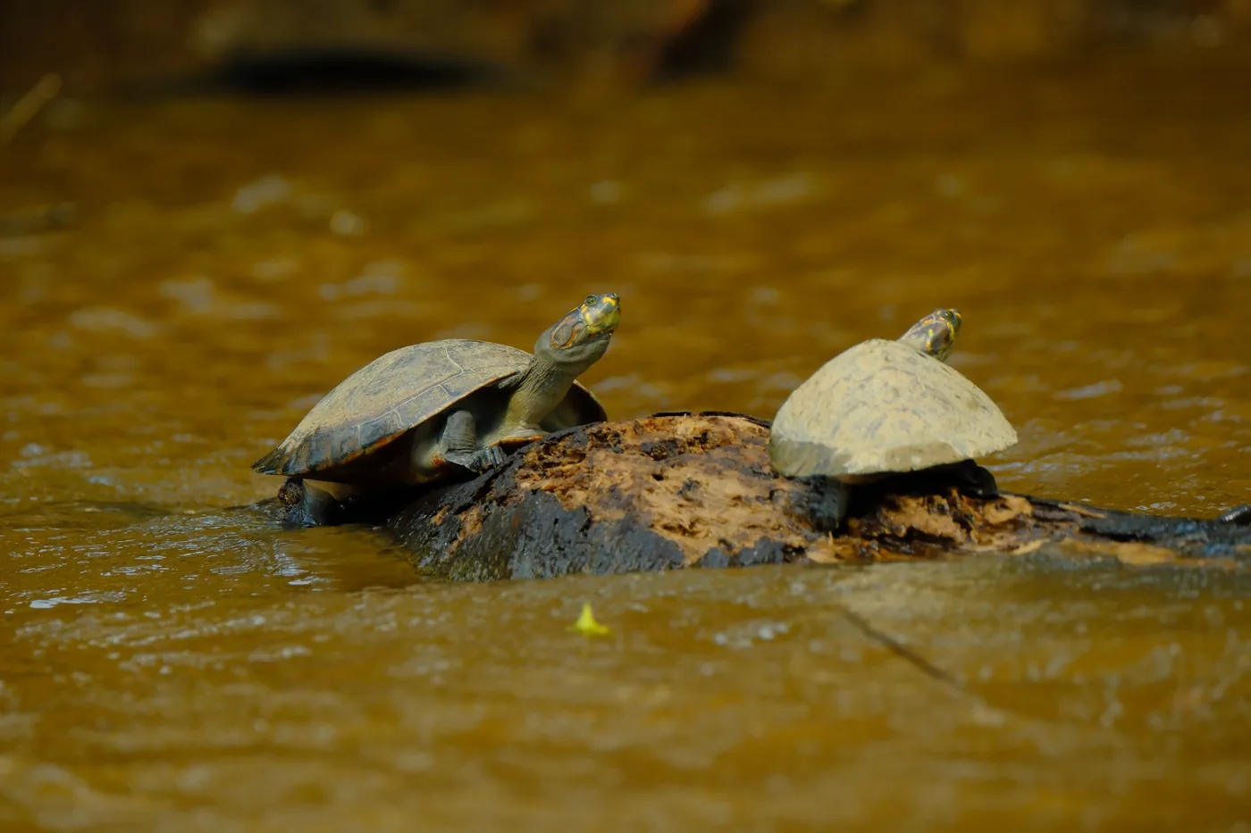 Amazon river turtles resting on a log in river habitat near Chuchini