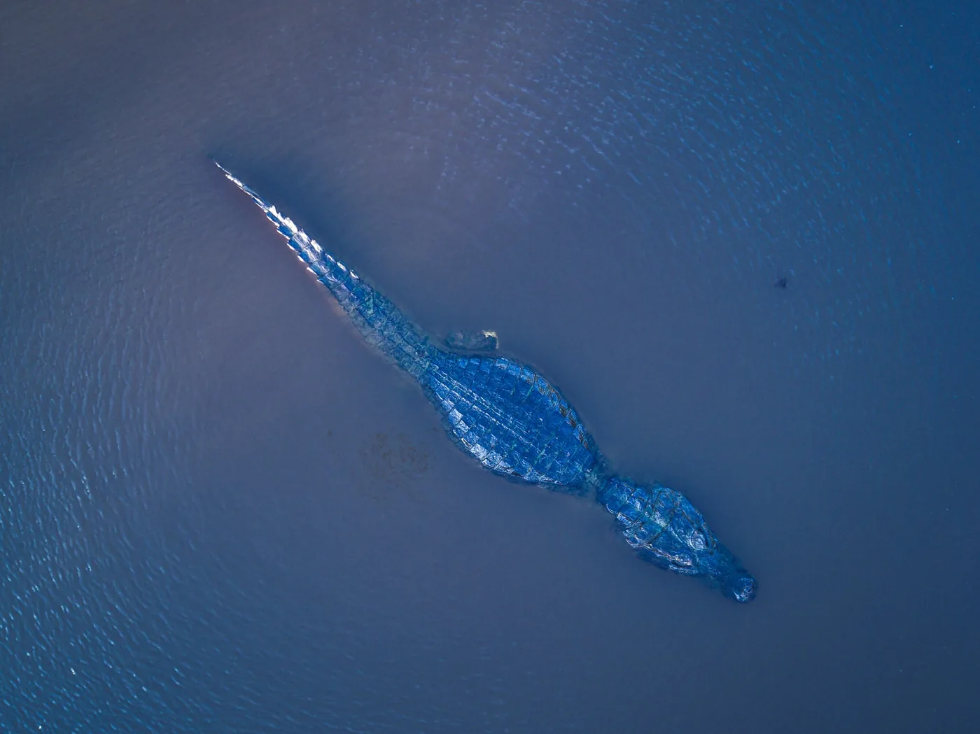 Caiman seen from above in Amazon waters near Chuchini
