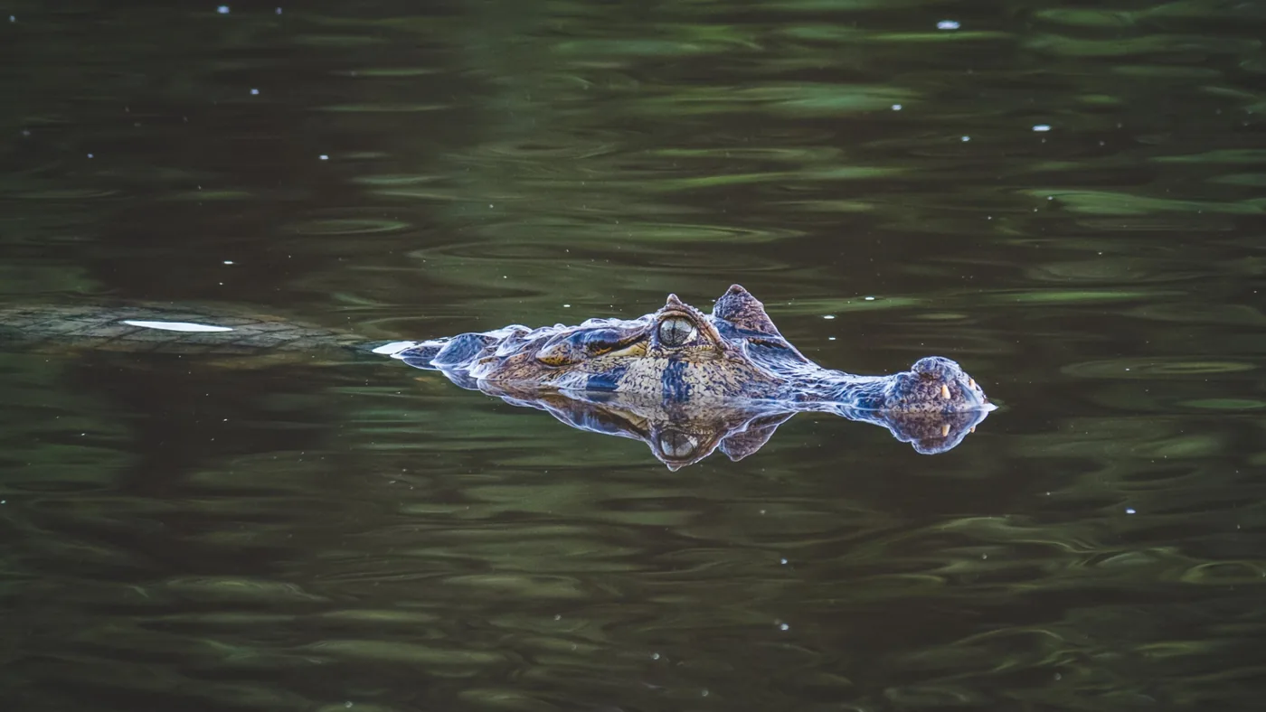 Yacare caiman in the water at Chuchini Private Amazon Jungle Reserve