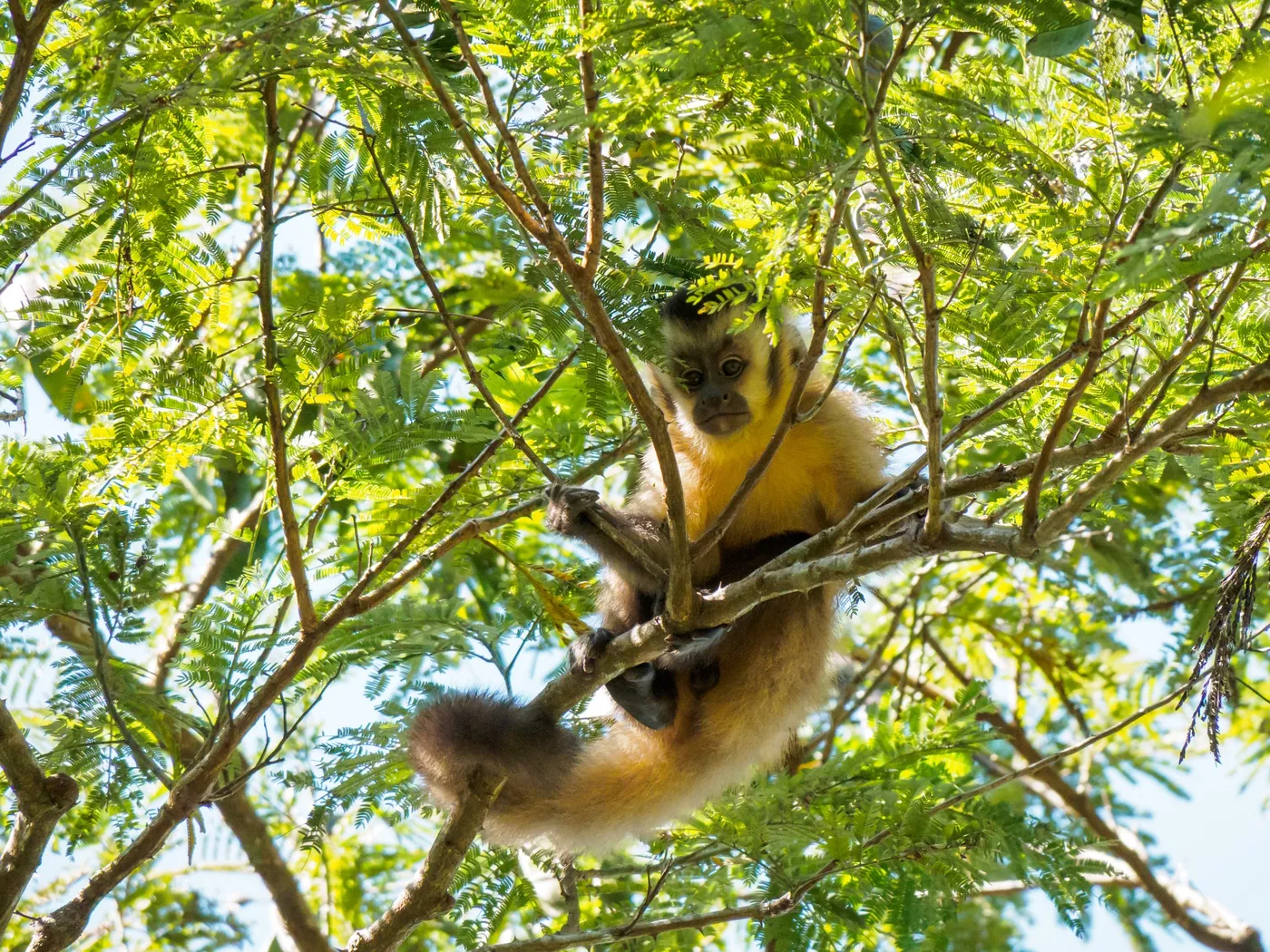 Capuchin monkey in the forest canopy at Chuchini Private Amazon Jungle Reserve