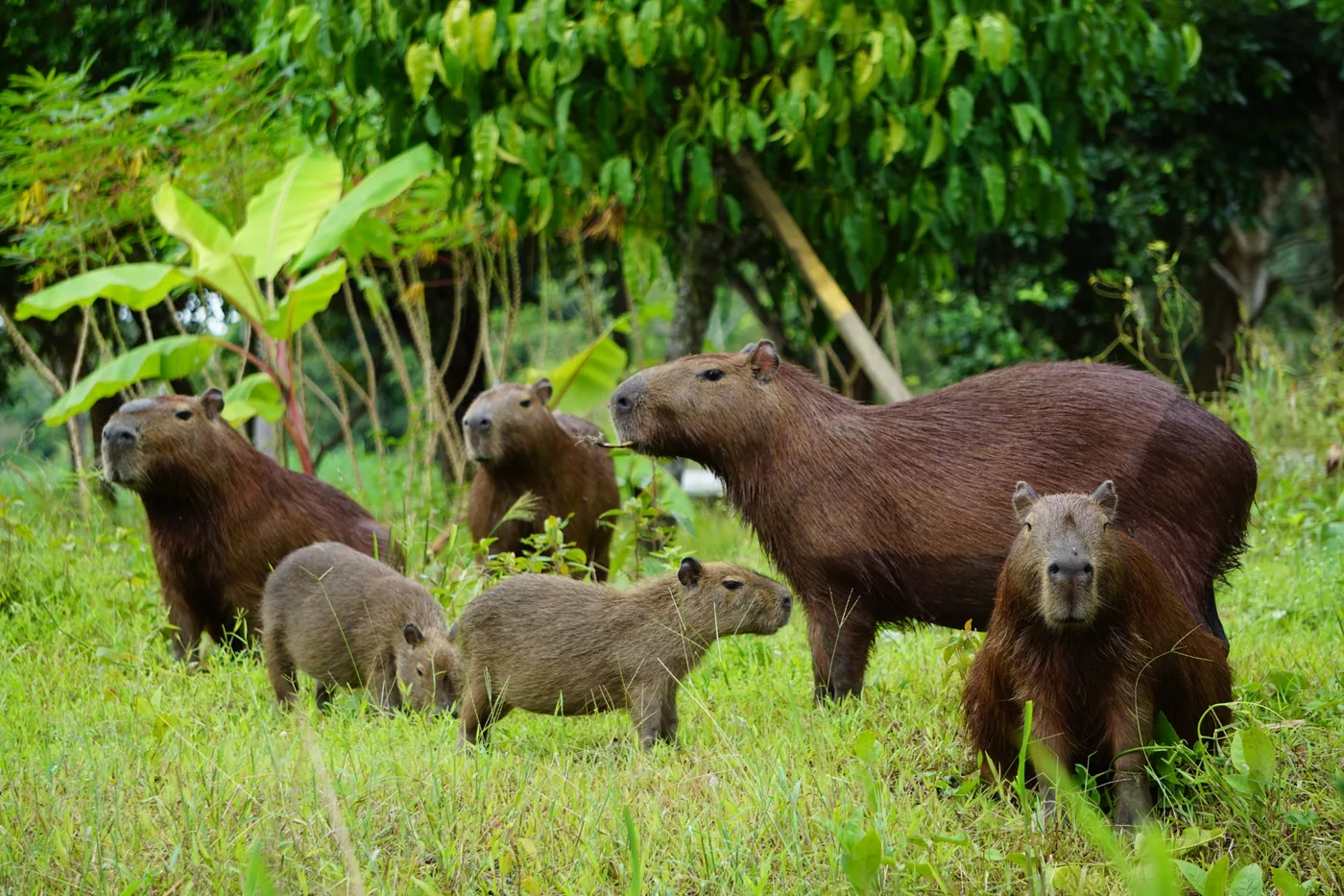 Capybara family observed at Chuchini Private Amazon Jungle Reserve