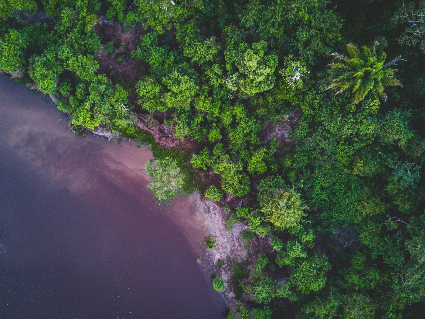 Forest and water habitat at Chuchini Private Amazon Jungle Reserve
