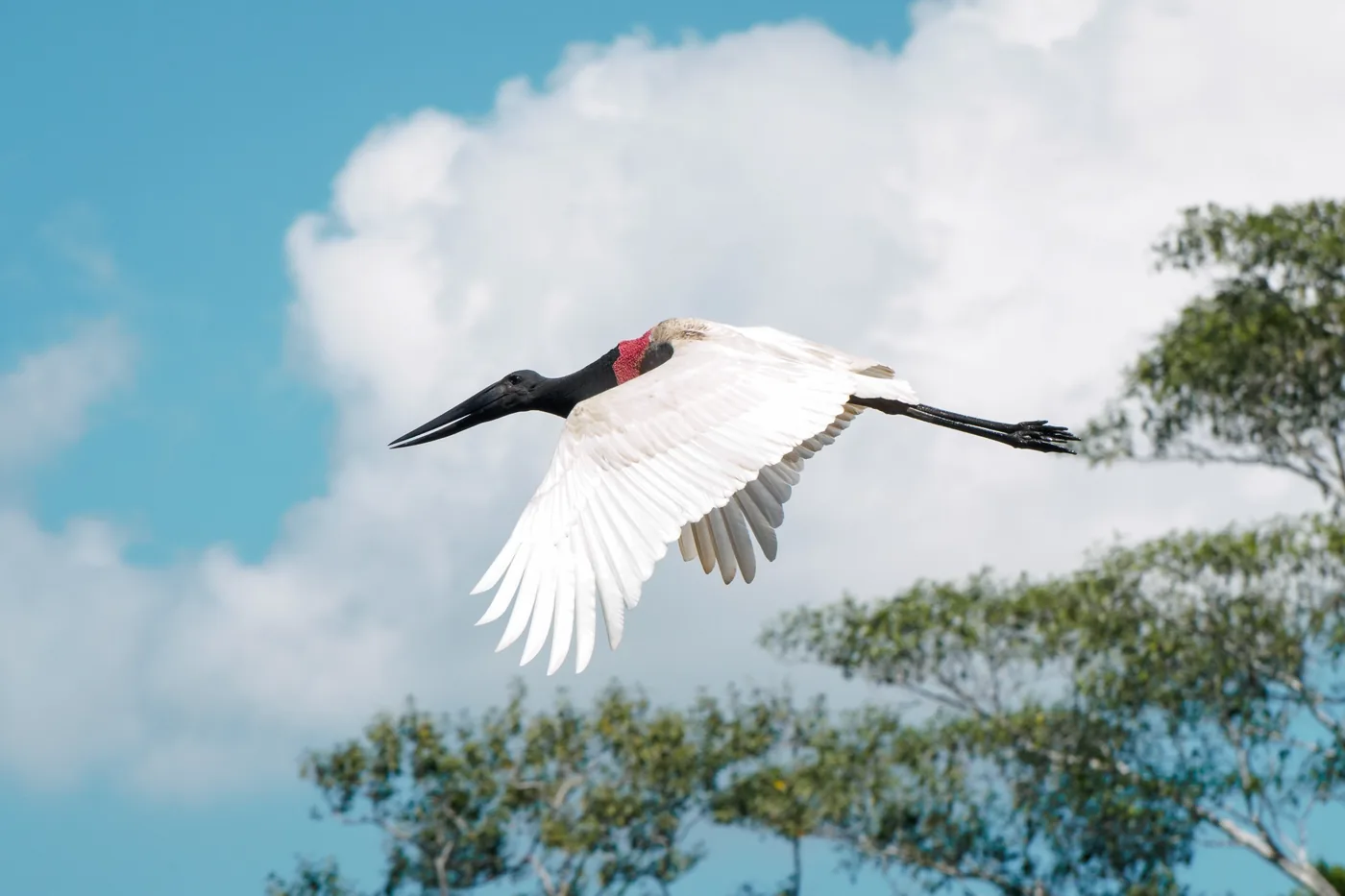 Jabiru flying above Chuchini in the Bolivian Amazon