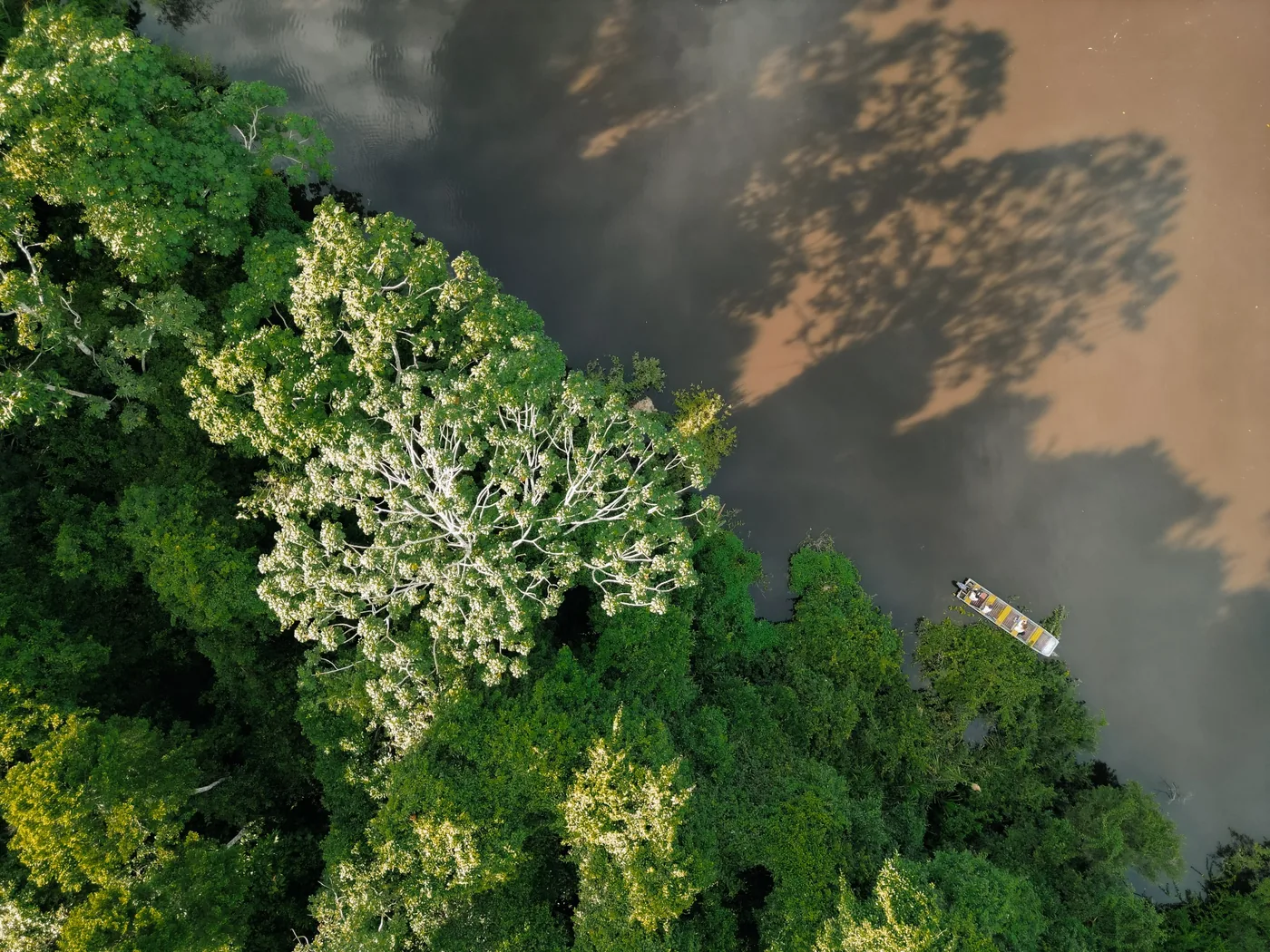 Aerial view of forest canopy and lagoon at Chuchini