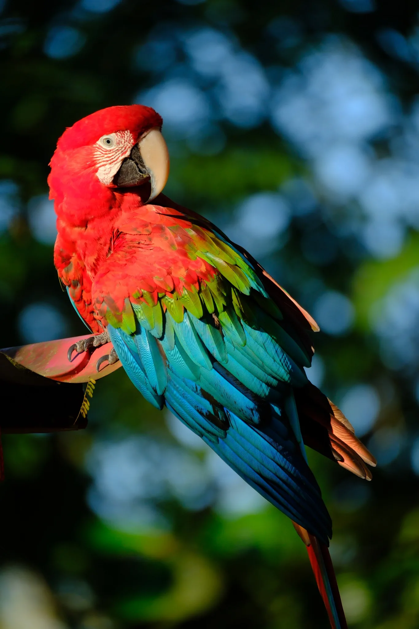 Scarlet macaw photographed at Chuchini in Beni, Bolivia