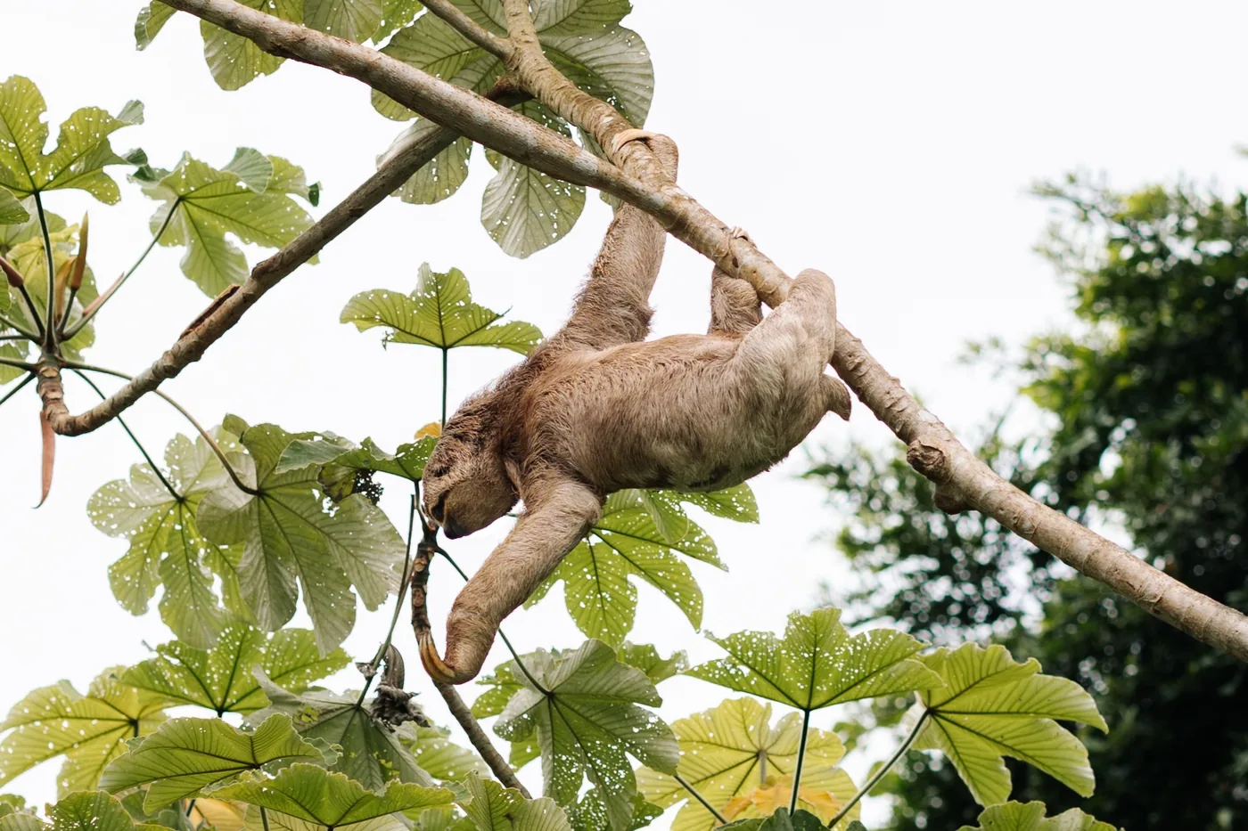 Sloth moving through forest vegetation at Chuchini in the Bolivian Amazon