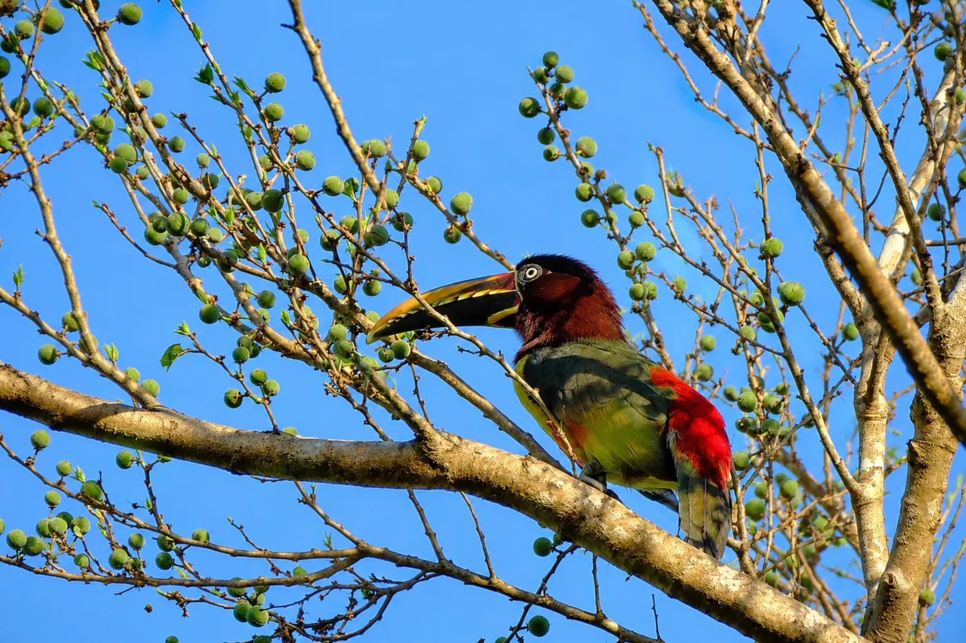 Toucan photographed at Chuchini, an eBird hotspot in the Bolivian Amazon