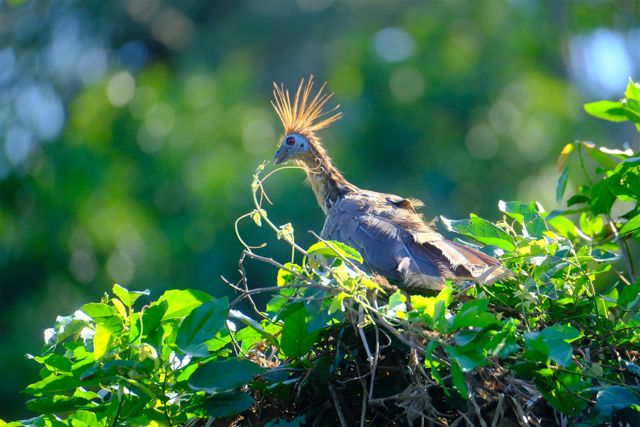 Crested bird among sunlit lagoon vegetation