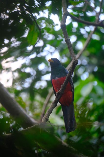 Red bird among forest branches