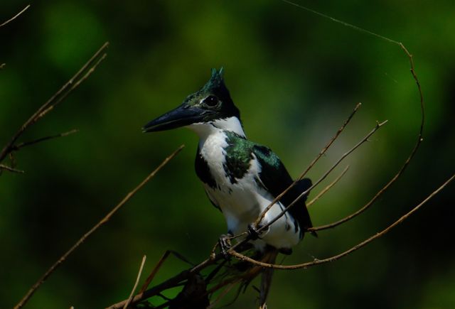 Kingfisher perched on a slender branch