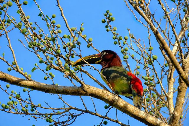 Colorful bird in the treetops