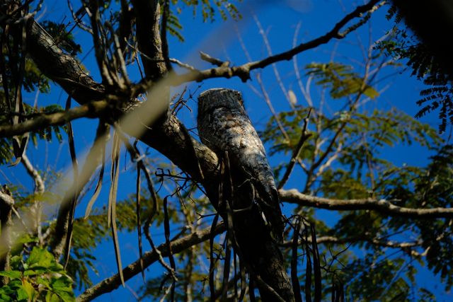 Camouflaged bird resting against a tree trunk