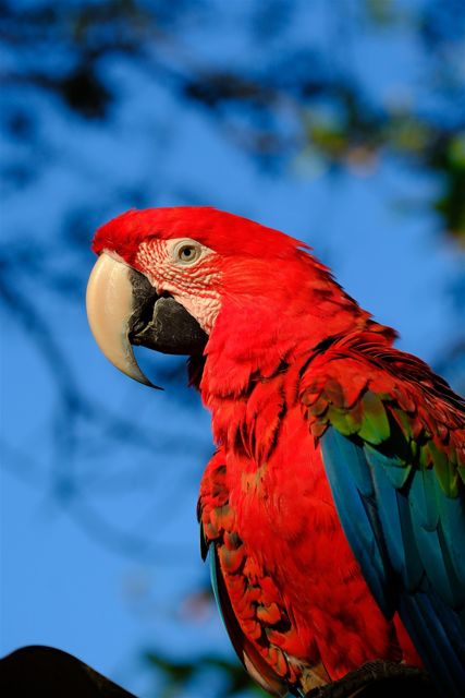Red macaw in the reserve