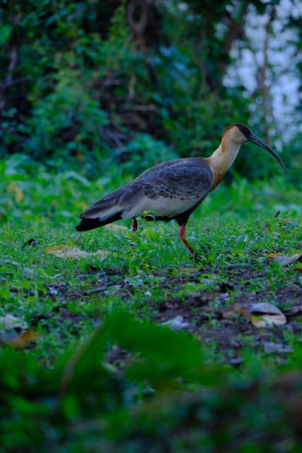 Waterbird beside green wetland vegetation