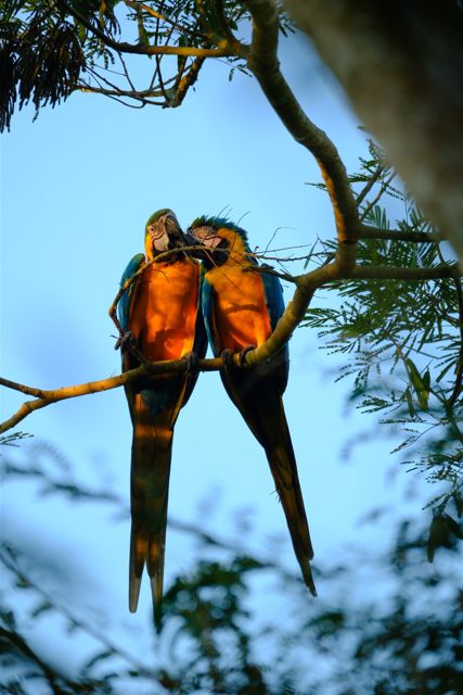Blue-and-yellow macaws perched together