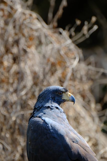 Close-up of a raptor with a hooked bill