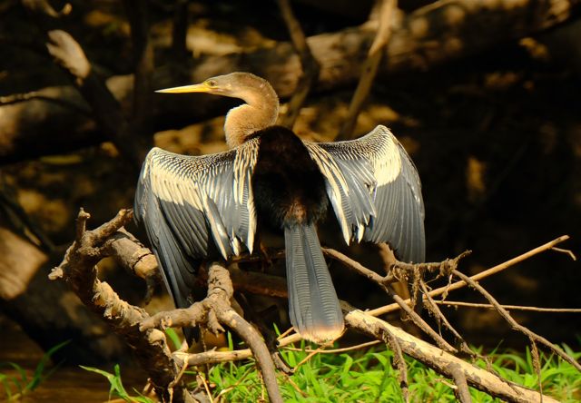 Waterbird spreading its wings in the sun