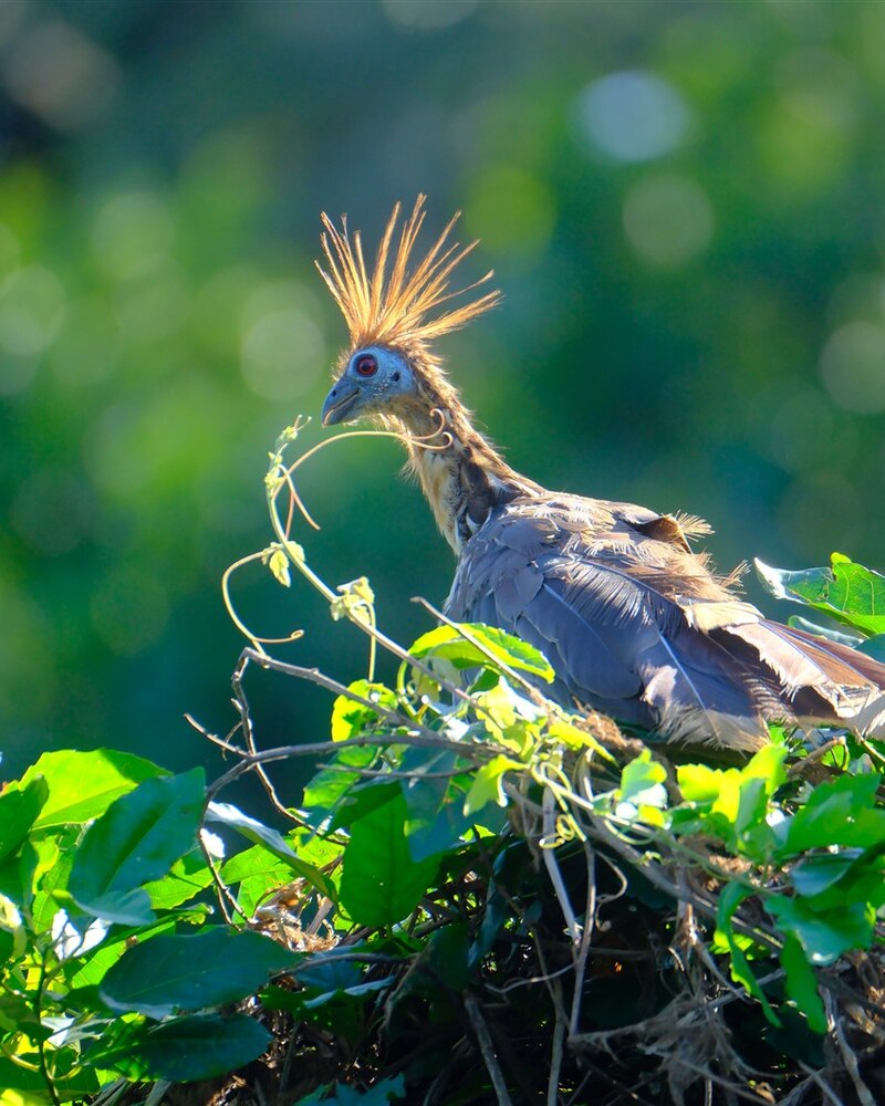 Hoatzin (Opisthocomus hoazin). Hoatzin in zonnige vegetatie in Chuchini, Bolivia