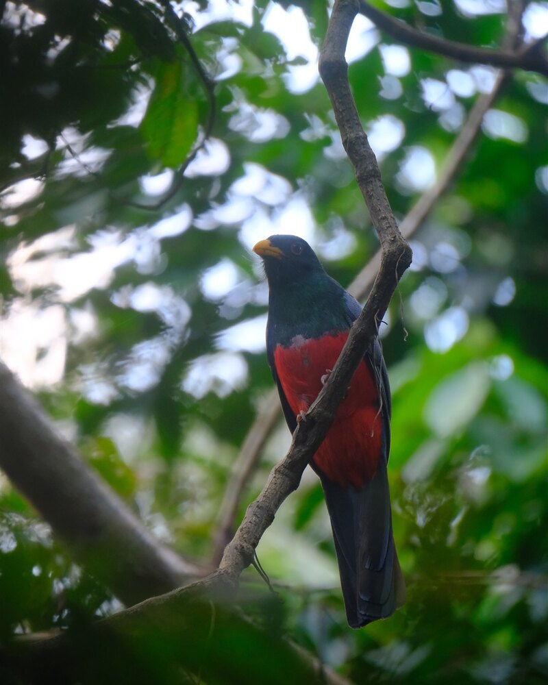 Zwartstaarttrogon (Trogon melanurus). Zwartstaarttrogon zittend in bosrand-habitat van Chuchini