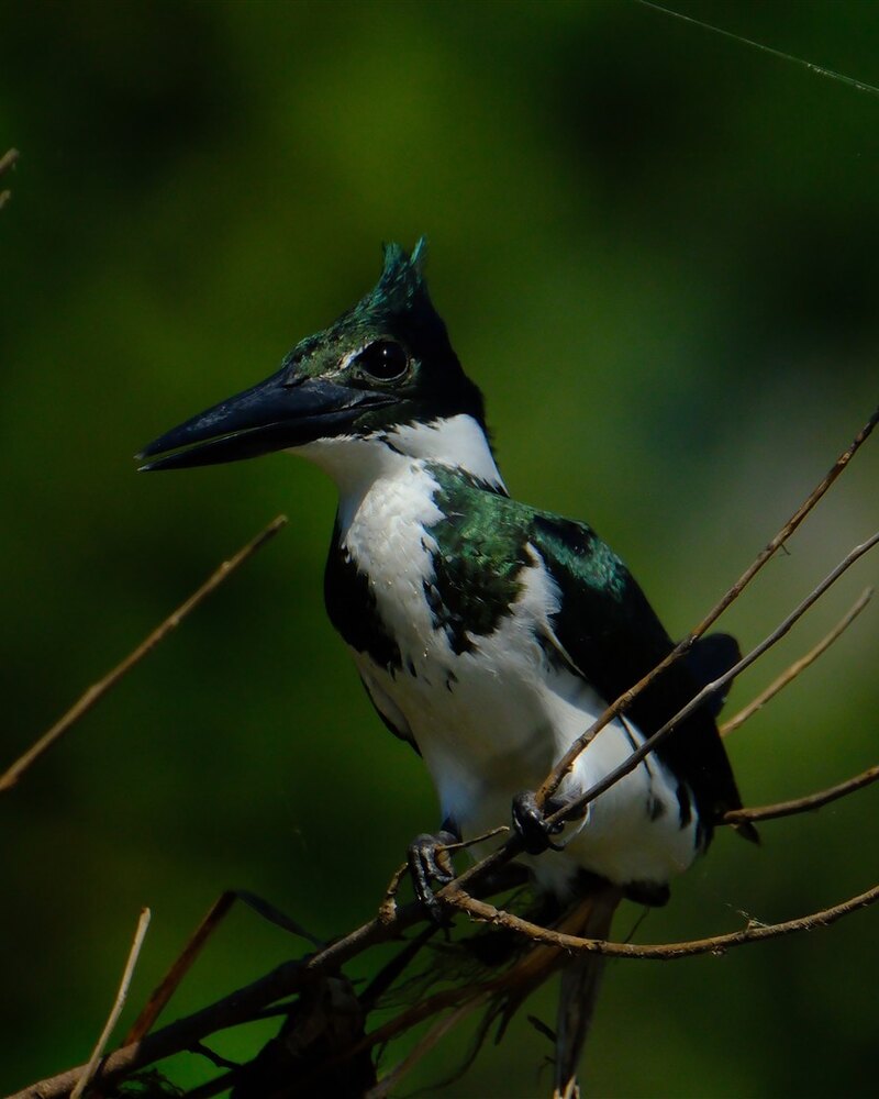 Amazonasvisbekken (Chloroceryle amazona). Amazonasvisbekken zittend langs de waterwegen van Chuchini in Beni, Bolivia