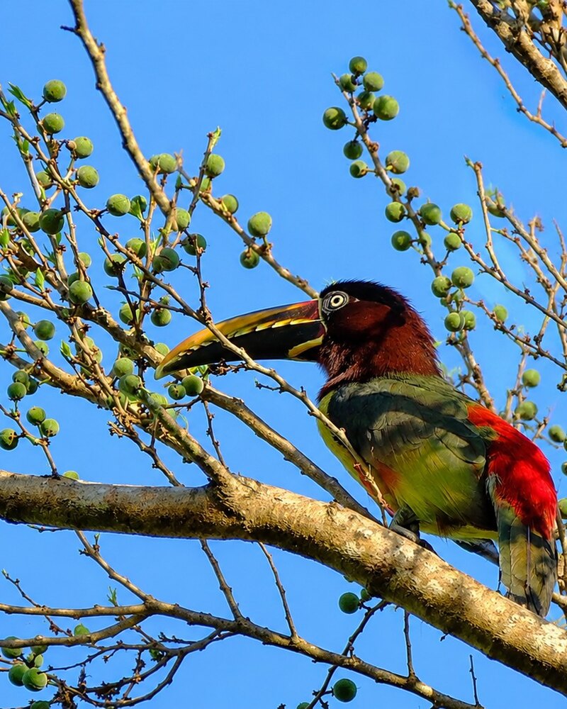 Kastanjeooraracari (Pteroglossus castanotis). Kastanjeooraracari zittend in vruchtbagage in Chuchini, Bolivia