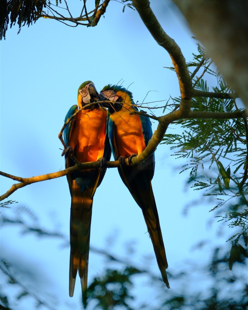 Blauwe-gele ara (Ara ararauna). Paar blauwe-gele ara's samen neergestreken bij Chuchini