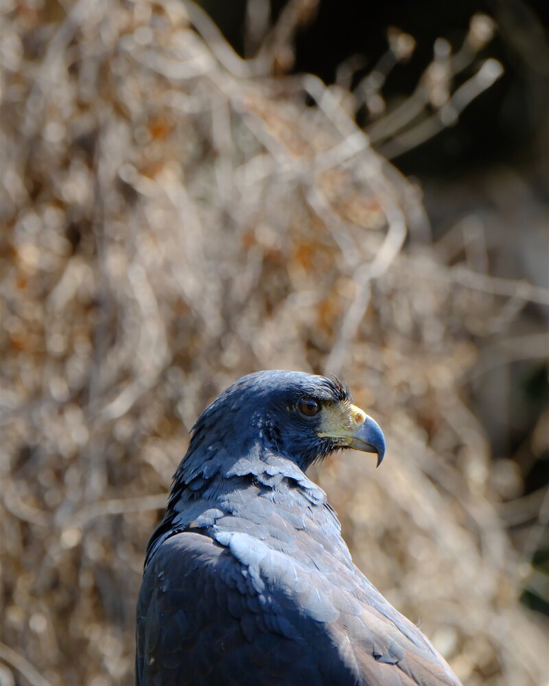 Grote Zwarte Havik (Buteogallus urubitinga). Portret van een Grote Zwarte Havik in vogelobservatiegebied Chuchini