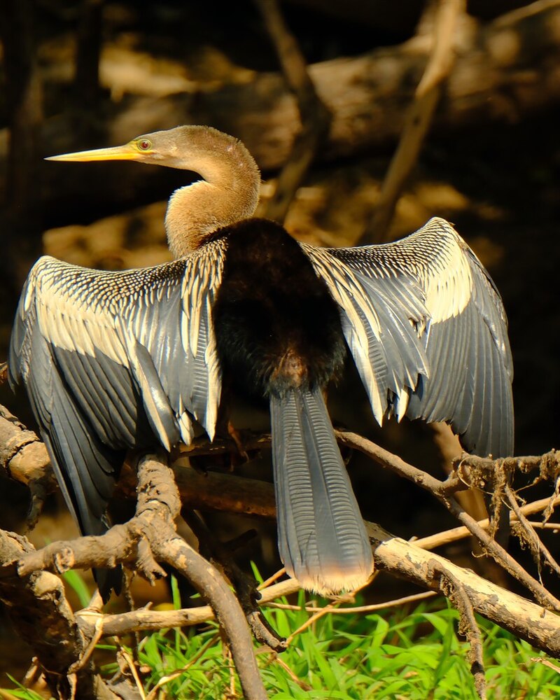 Anhinga (Anhinga anhinga). Anhinga droogt zijn vleugels langs het water bij Chuchini