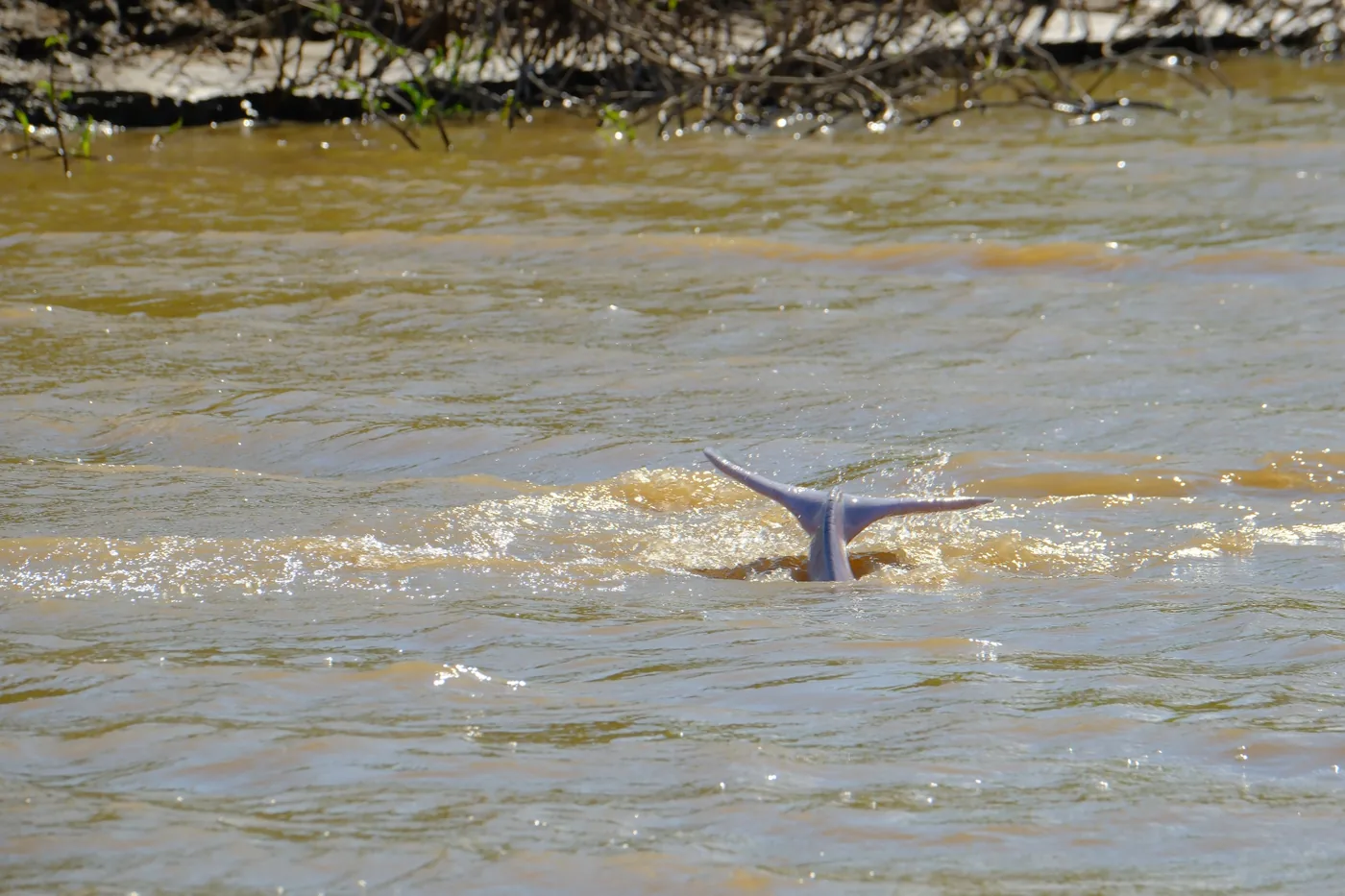 Responsible wildlife observation in the Bolivian Amazon.