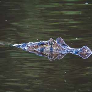 Alligator Caiman Yacare Chuchini Eco Reserve Amazon Jungle Bolivia