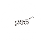 Chuchini Jungle Amazon Bolivia