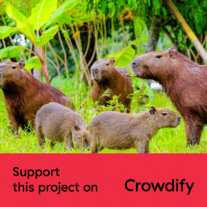 crowdfunding Chuchini