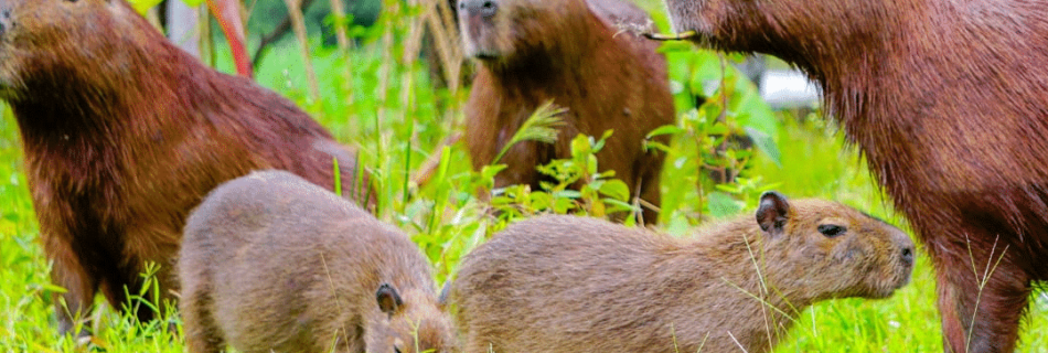 crowdfunding Chuchini