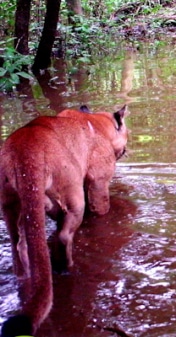 Donare Puma Rainforest aiutare gli animali della foresta amazzonica