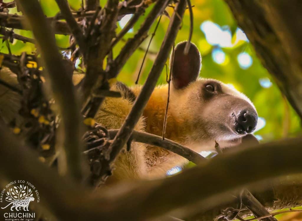 Tamandua at Rainforest Chuchini Nature Reserve + Eco Lodge
