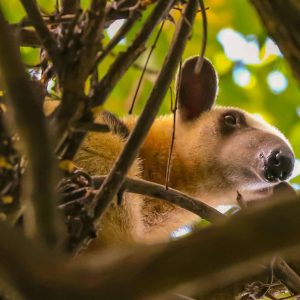 Tamandua at Rainforest Chuchini Nature Reserve + Eco Lodge