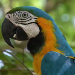 Rescued Macaw Chuchini Nature Reserve + Eco Lodge Bolivia