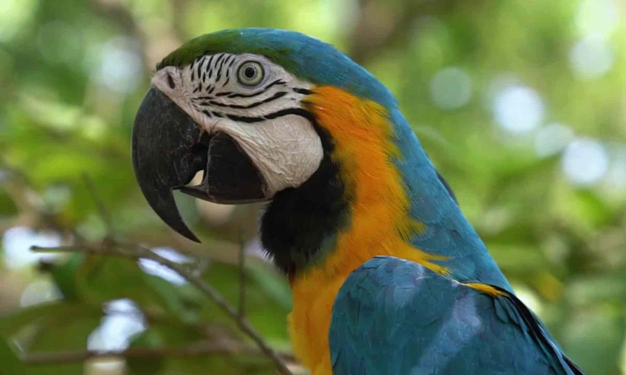 Rescued Blue and yellow Macaw at Chuchini Nature Reserve, Amazon Tour Bolivia