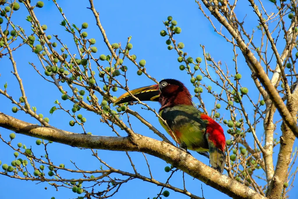 Birdwatching at Chuchini